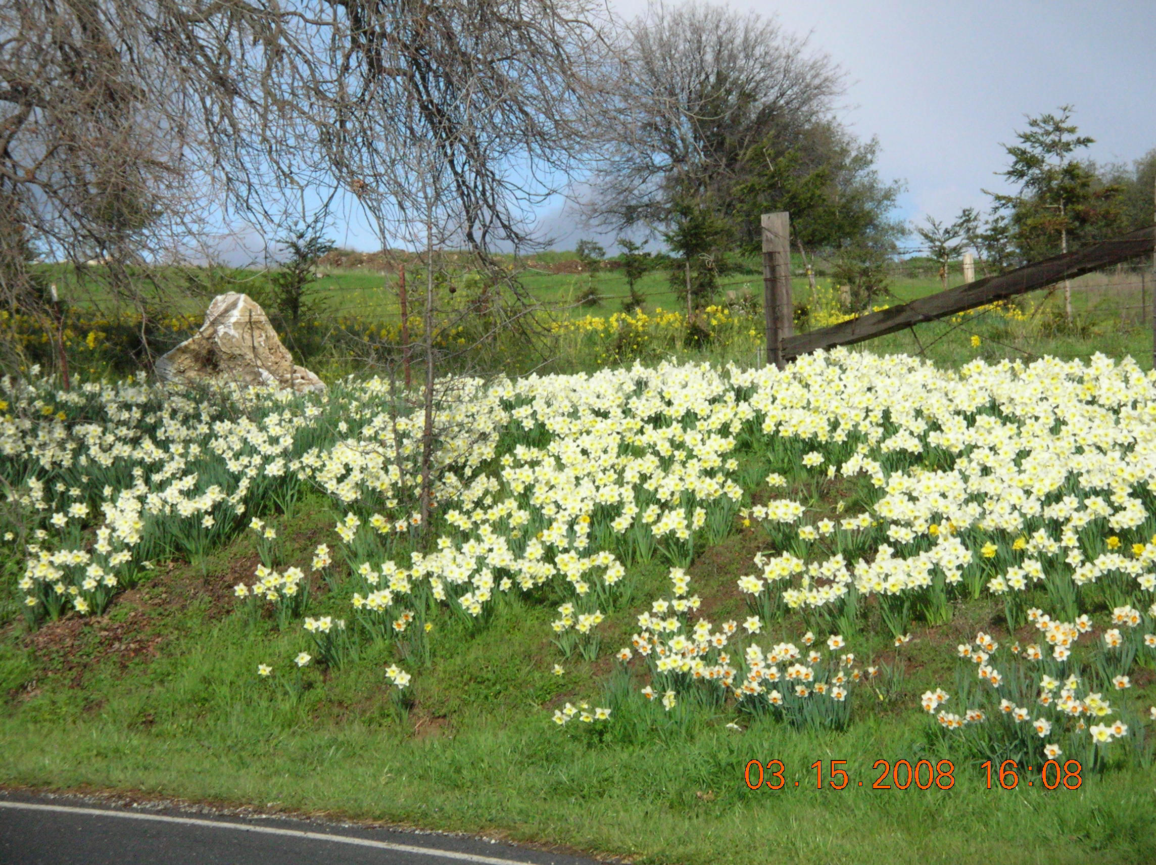 flowers at Ironstone 05 14 2007